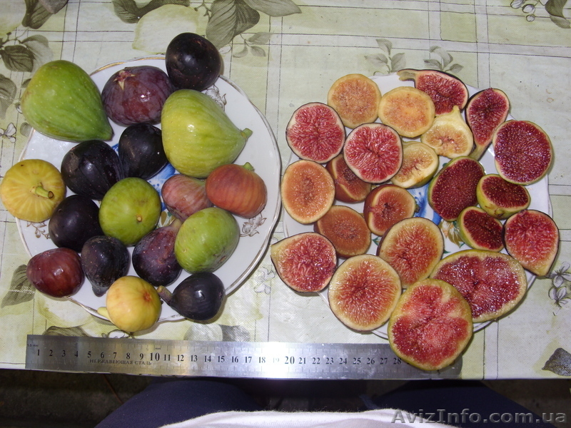 Мандарин, апельсин плодоносящий, комнатный саженцы Кировоград. - <ro>Изображение</ro><ru>Изображение</ru> #8, <ru>Объявление</ru> #980050