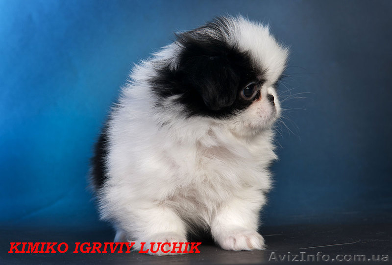 щенки, японский хин - <ro>Изображение</ro><ru>Изображение</ru> #6, <ru>Объявление</ru> #320414