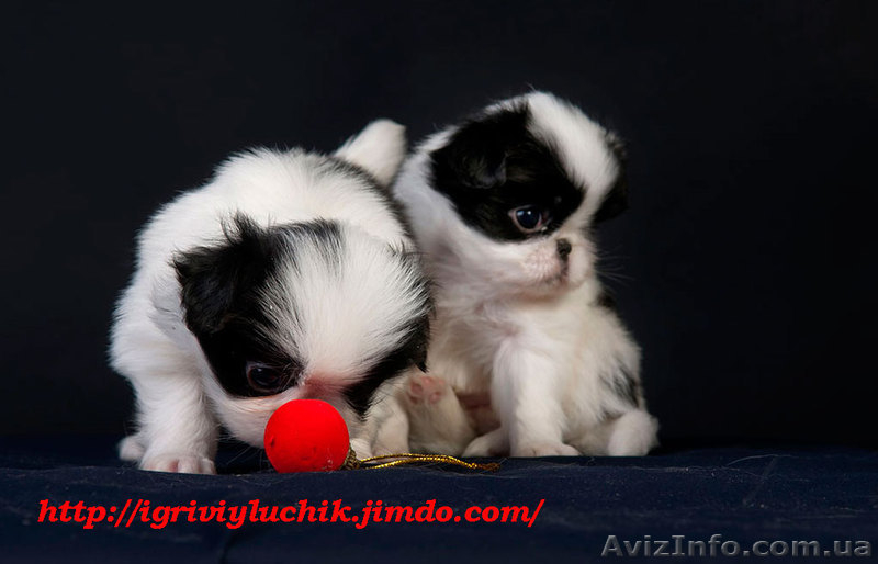 щенки, японский хин - <ro>Изображение</ro><ru>Изображение</ru> #8, <ru>Объявление</ru> #320414
