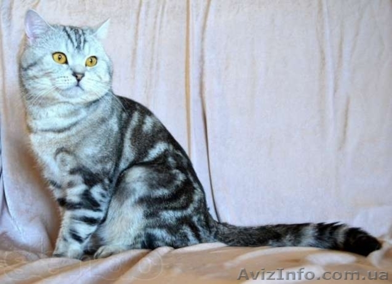 Шотландский скоттиш страйт - <ro>Изображение</ro><ru>Изображение</ru> #7, <ru>Объявление</ru> #990276