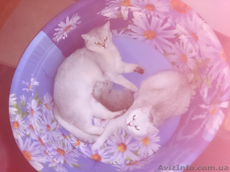 Шотландский скоттиш страйт - <ro>Изображение</ro><ru>Изображение</ru> #6, <ru>Объявление</ru> #990276