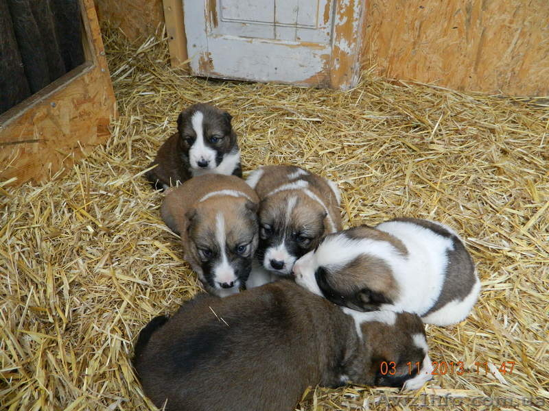 щенки среднеазиатской овчарки (Алабай)111 - <ro>Изображение</ro><ru>Изображение</ru> #3, <ru>Объявление</ru> #987386