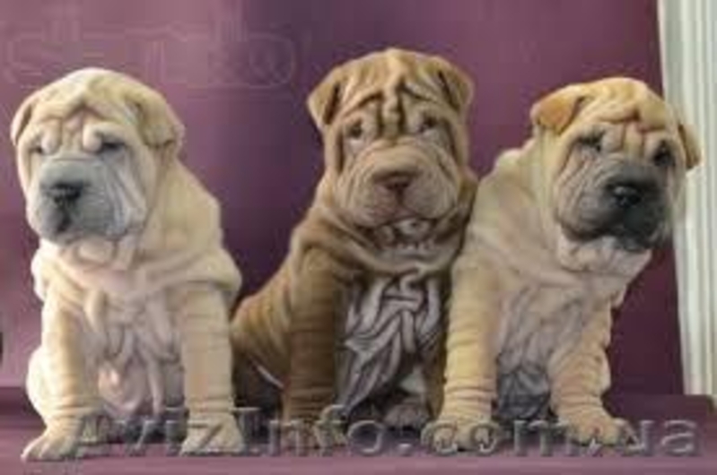 Продам щенков шар-пея, мальчики и девочки 1 мес, окрас белый, рыжий цена 1500 гр - <ro>Изображение</ro><ru>Изображение</ru> #6, <ru>Объявление</ru> #1000260