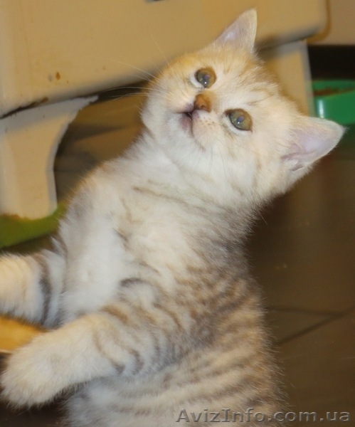 Шотландский скоттиш страйт - <ro>Изображение</ro><ru>Изображение</ru> #4, <ru>Объявление</ru> #990276