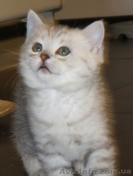 Шотландский скоттиш страйт - <ro>Изображение</ro><ru>Изображение</ru> #5, <ru>Объявление</ru> #990276