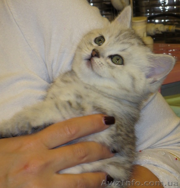 Шотландский скоттиш страйт - <ro>Изображение</ro><ru>Изображение</ru> #3, <ru>Объявление</ru> #990276