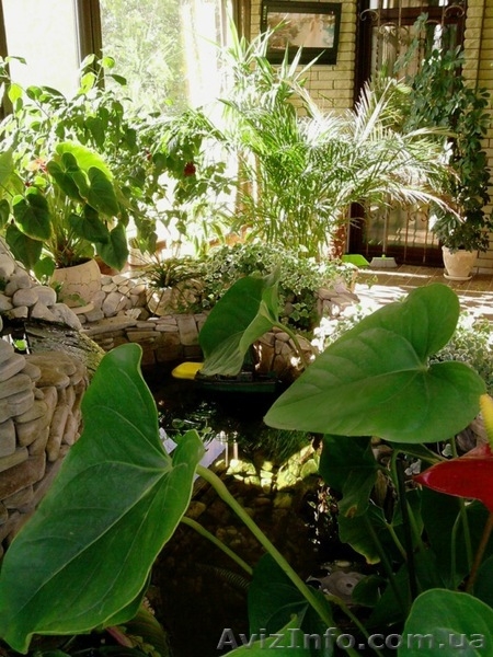 Уход за комнатными цветами и зимним садом - <ro>Изображение</ro><ru>Изображение</ru> #3, <ru>Объявление</ru> #706995