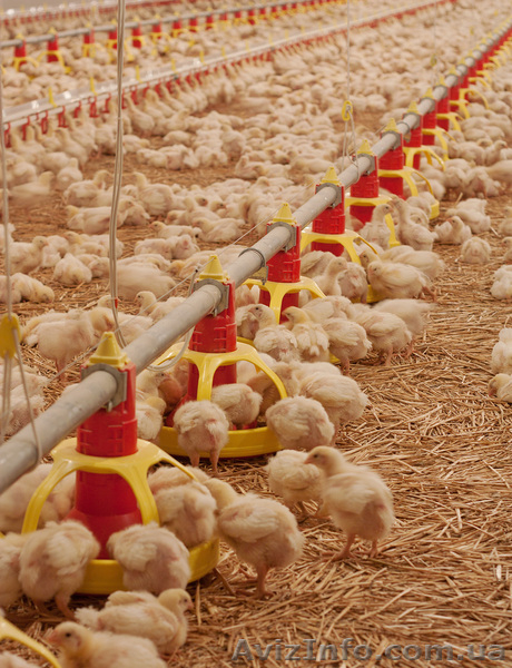 Кормушки для селсько-хозяйственных птиц от ЧП "ВФТ Гран-Агро" - <ro>Изображение</ro><ru>Изображение</ru> #6, <ru>Объявление</ru> #980517