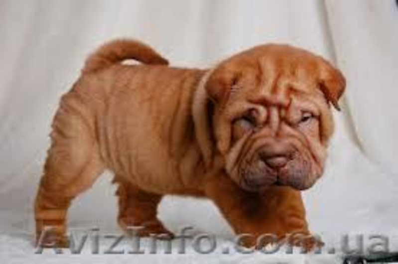 Продам щенков шар-пея, мальчики и девочки 1 мес, окрас белый, рыжий цена 1500 гр - <ro>Изображение</ro><ru>Изображение</ru> #3, <ru>Объявление</ru> #1000260