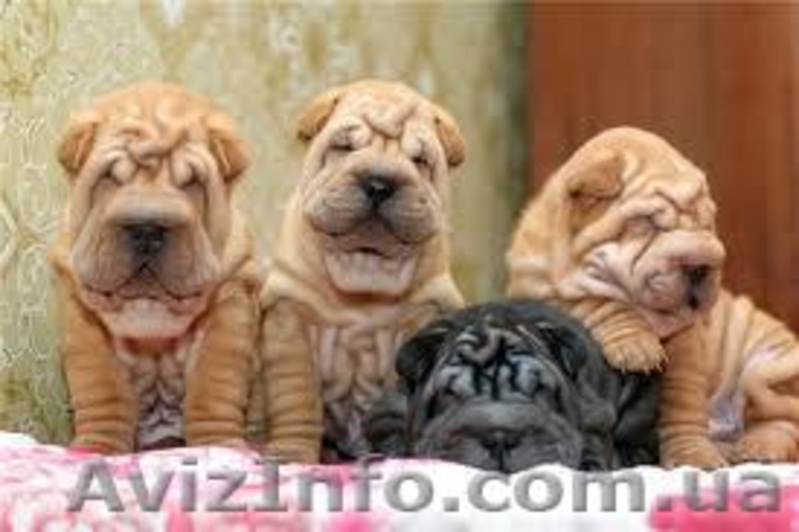 Продам щенков шар-пея, мальчики и девочки 1 мес, окрас белый, рыжий цена 1500 гр - <ro>Изображение</ro><ru>Изображение</ru> #5, <ru>Объявление</ru> #1000260