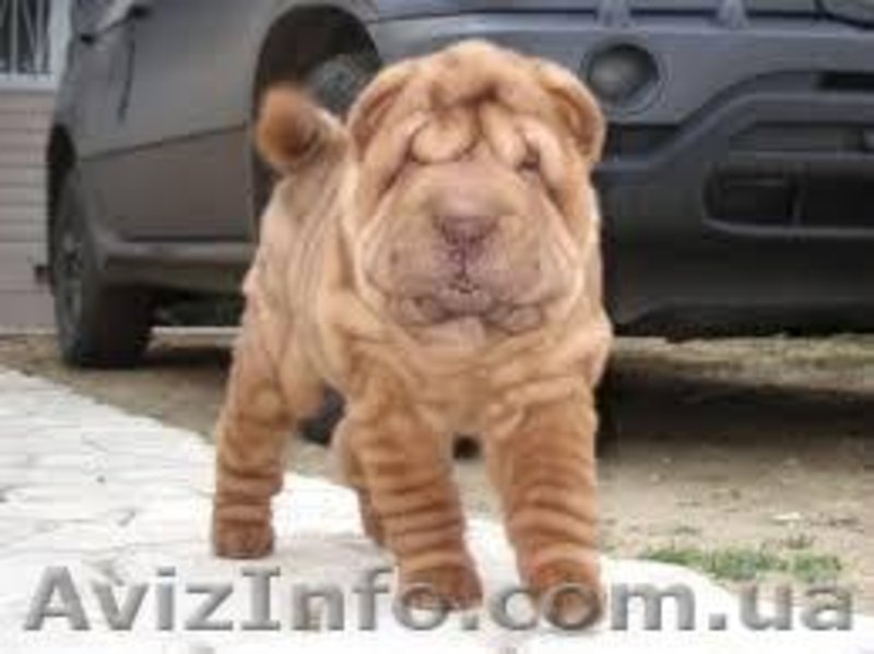 Продам щенков шар-пея, мальчики и девочки 1 мес, окрас белый, рыжий цена 1500 гр - <ro>Изображение</ro><ru>Изображение</ru> #7, <ru>Объявление</ru> #1000260