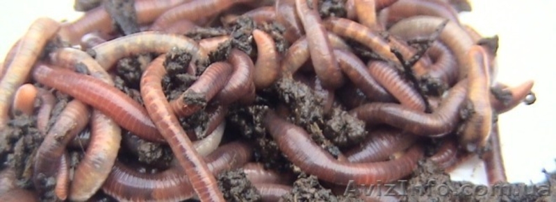 Разведение червя Старатель и получение биогумуса. - <ro>Изображение</ro><ru>Изображение</ru> #4, <ru>Объявление</ru> #802767