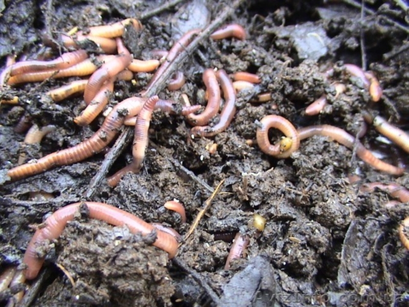 Получение биогумуса с помощью червя  Старатель. - <ro>Изображение</ro><ru>Изображение</ru> #5, <ru>Объявление</ru> #802771