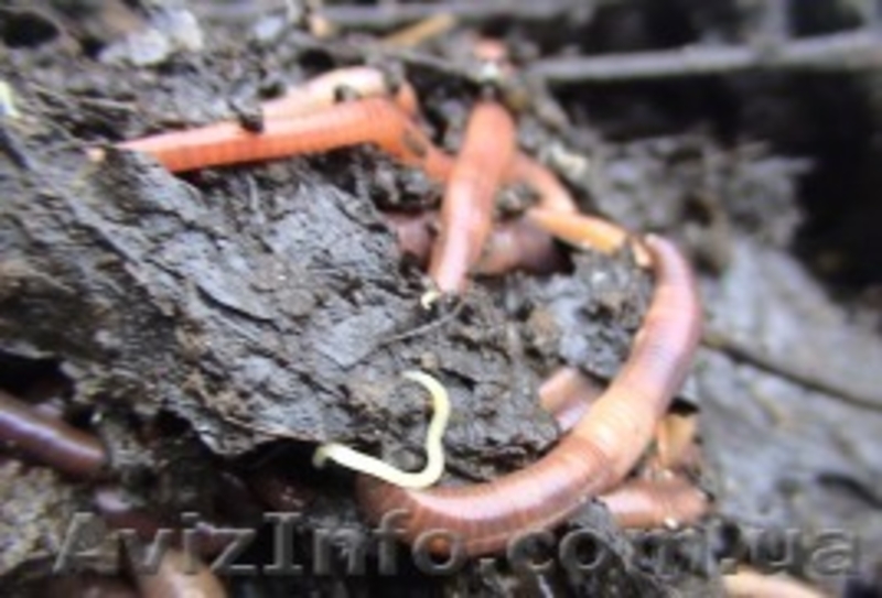 Получение биогумуса с помощью червя  Старатель. - <ro>Изображение</ro><ru>Изображение</ru> #6, <ru>Объявление</ru> #802771