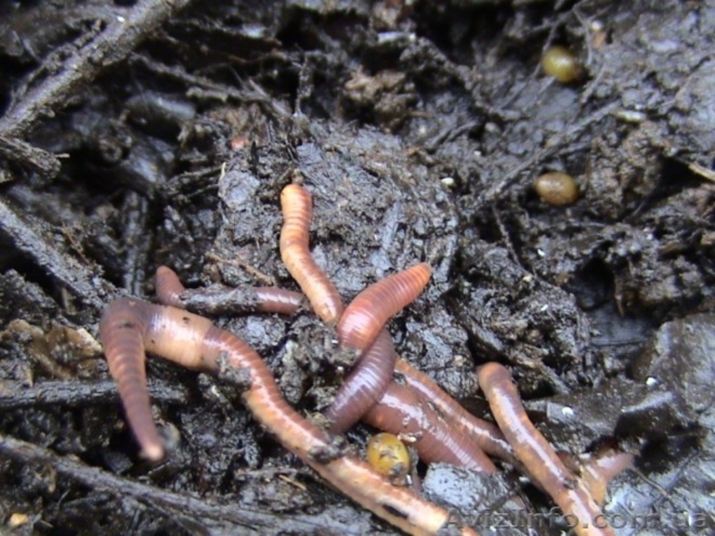 Получение биогумуса с помощью червя  Старатель. - <ro>Изображение</ro><ru>Изображение</ru> #7, <ru>Объявление</ru> #802771
