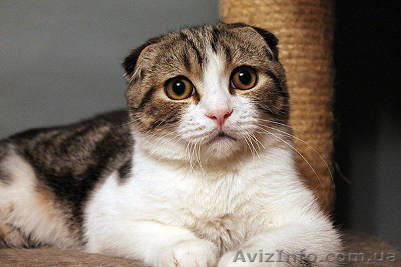 Шотландские котята страйт, фолд, хайленд - <ro>Изображение</ro><ru>Изображение</ru> #3, <ru>Объявление</ru> #887002