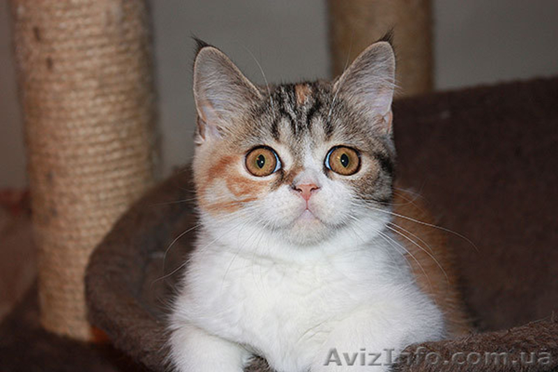 Шотландские котята страйт, фолд, хайленд - <ro>Изображение</ro><ru>Изображение</ru> #6, <ru>Объявление</ru> #887002