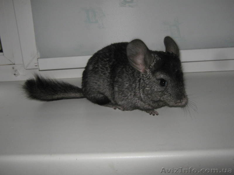 Продаются ШИНШИЛЛЯТА 270грн Гетероэбони кНовомуГоду!!!разного возраста - <ro>Изображение</ro><ru>Изображение</ru> #4, <ru>Объявление</ru> #918702