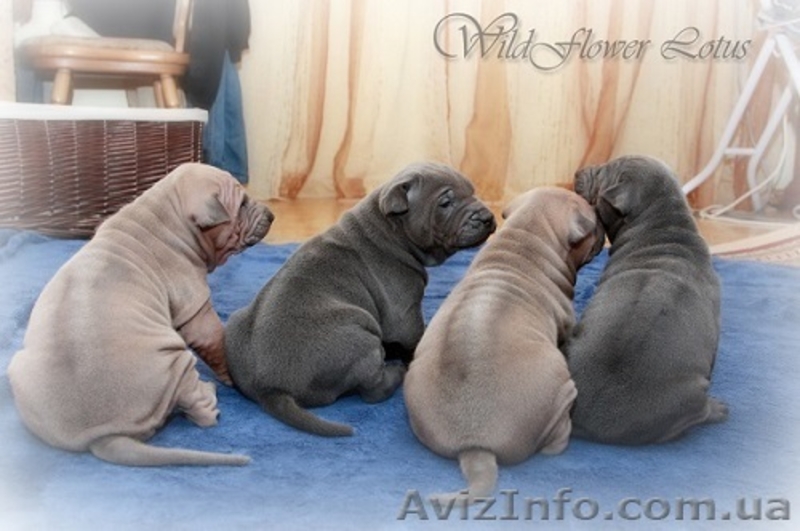 щенки Тайского Риджбека питомник  - <ro>Изображение</ro><ru>Изображение</ru> #3, <ru>Объявление</ru> #1005991