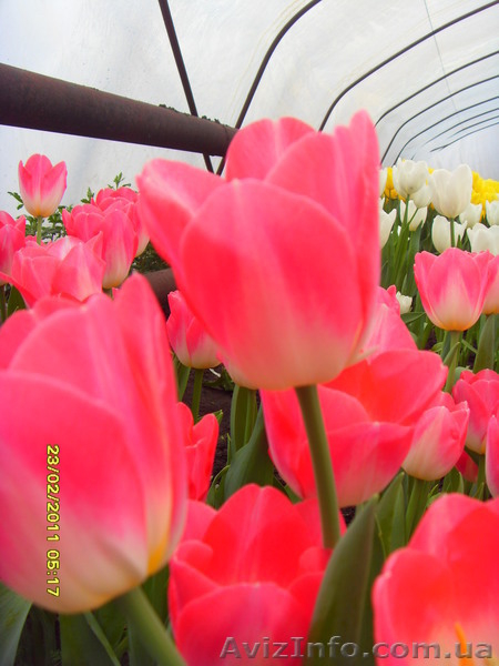 Продам свежий срез тюльпанов к 8 марту - <ro>Изображение</ro><ru>Изображение</ru> #3, <ru>Объявление</ru> #1008731