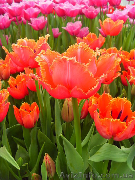 Продам свежий срез тюльпанов к 8 марту - <ro>Изображение</ro><ru>Изображение</ru> #5, <ru>Объявление</ru> #1008731