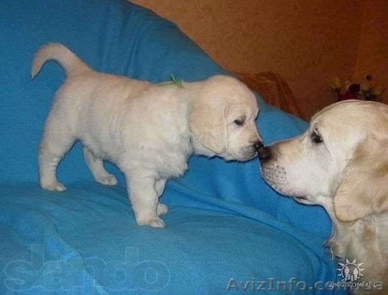 Щенки золотистого  ретривера - <ro>Изображение</ro><ru>Изображение</ru> #3, <ru>Объявление</ru> #1014184