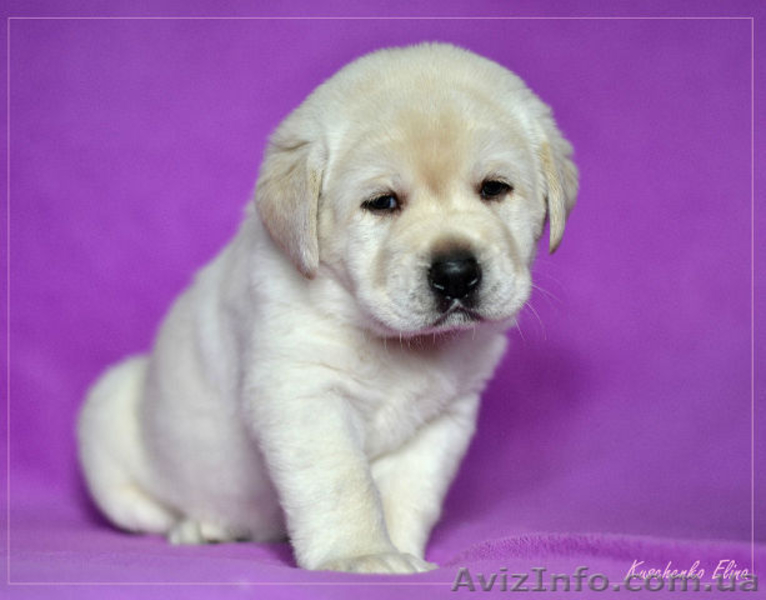 Щенки лабрадора ретривера. Питомник. - <ro>Изображение</ro><ru>Изображение</ru> #3, <ru>Объявление</ru> #1023087