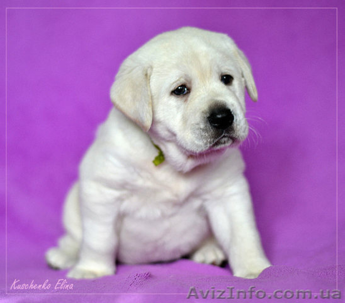 Щенки лабрадора ретривера. Питомник. - <ro>Изображение</ro><ru>Изображение</ru> #4, <ru>Объявление</ru> #1023087