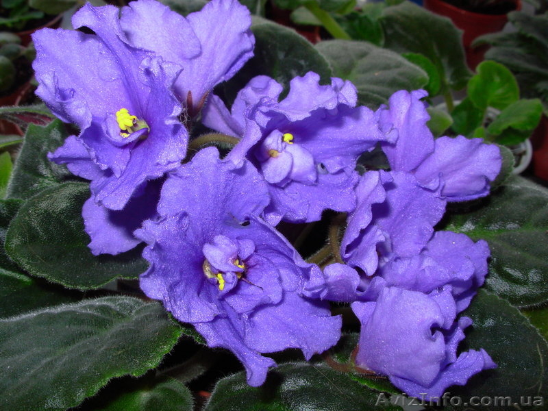 Сортовые фиалки, листовые черенки, стартёры. - <ro>Изображение</ro><ru>Изображение</ru> #3, <ru>Объявление</ru> #1027413