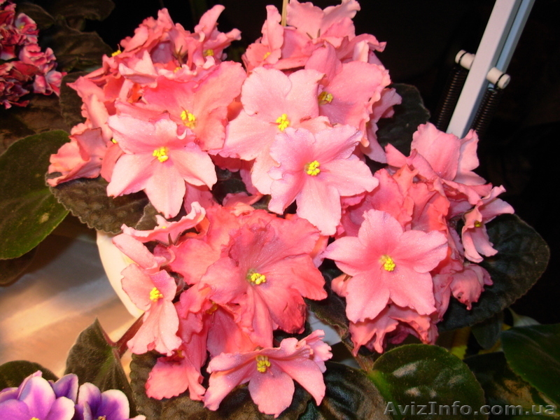 Сортовые фиалки, листовые черенки, стартёры. - <ro>Изображение</ro><ru>Изображение</ru> #6, <ru>Объявление</ru> #1027413