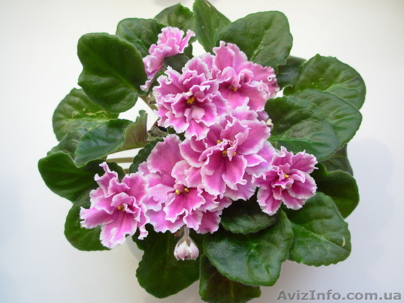 Сортовые фиалки, листовые черенки, стартёры. - <ro>Изображение</ro><ru>Изображение</ru> #4, <ru>Объявление</ru> #1027413