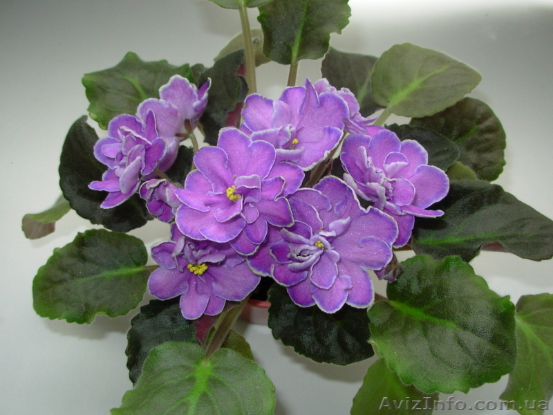 Сортовые фиалки, листовые черенки, стартёры. - <ro>Изображение</ro><ru>Изображение</ru> #5, <ru>Объявление</ru> #1027413