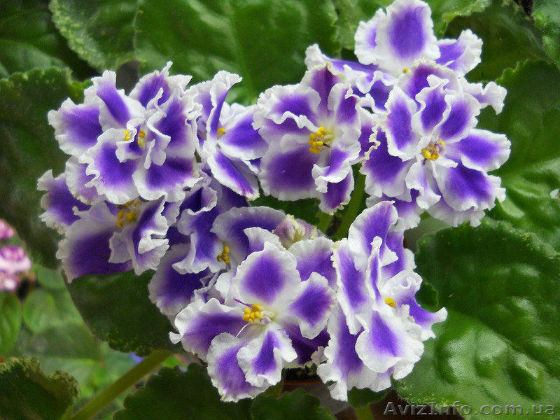 Сортовые фиалки, листовые черенки, стартёры. - <ro>Изображение</ro><ru>Изображение</ru> #7, <ru>Объявление</ru> #1027413