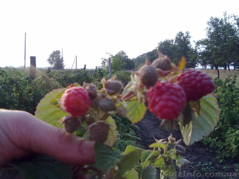  Рассада  разных сортов клубники - <ro>Изображение</ro><ru>Изображение</ru> #4, <ru>Объявление</ru> #751233