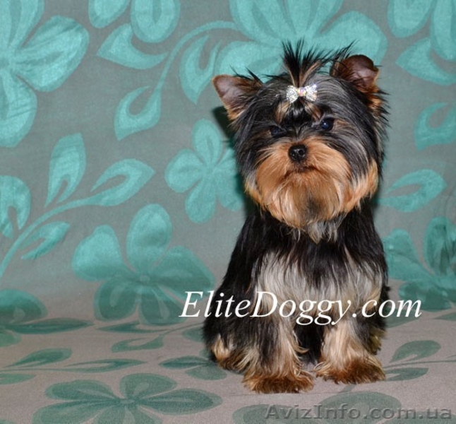 Йоркширский терьер, эксклюзивные щенки - <ro>Изображение</ro><ru>Изображение</ru> #5, <ru>Объявление</ru> #813152