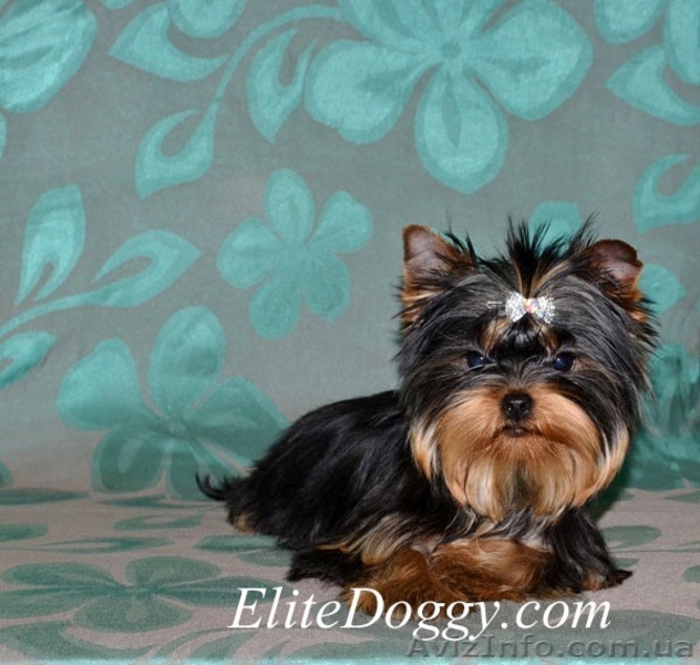 Йоркширский терьер, эксклюзивные щенки - <ro>Изображение</ro><ru>Изображение</ru> #3, <ru>Объявление</ru> #813152