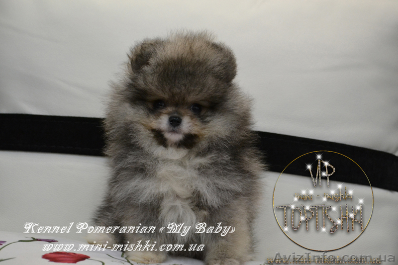 Эксклюзивные мини щеночки карликового померанского шпица SHOW-classa! - <ro>Изображение</ro><ru>Изображение</ru> #3, <ru>Объявление</ru> #1052361
