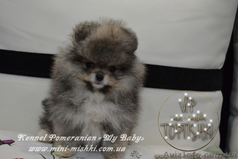 Эксклюзивные мини щеночки карликового померанского шпица SHOW-classa! - <ro>Изображение</ro><ru>Изображение</ru> #4, <ru>Объявление</ru> #1052361