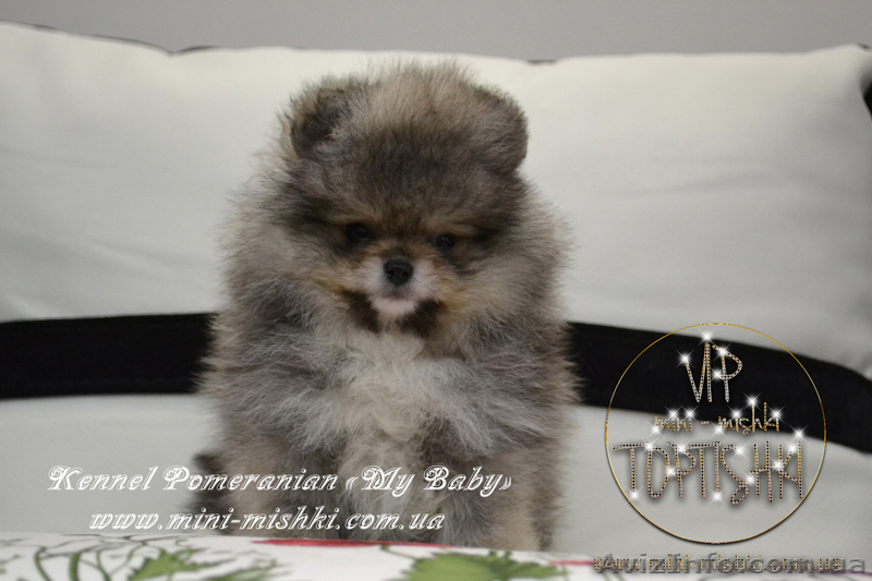 Эксклюзивные мини щеночки карликового померанского шпица VIP-classa! - <ro>Изображение</ro><ru>Изображение</ru> #3, <ru>Объявление</ru> #1052360