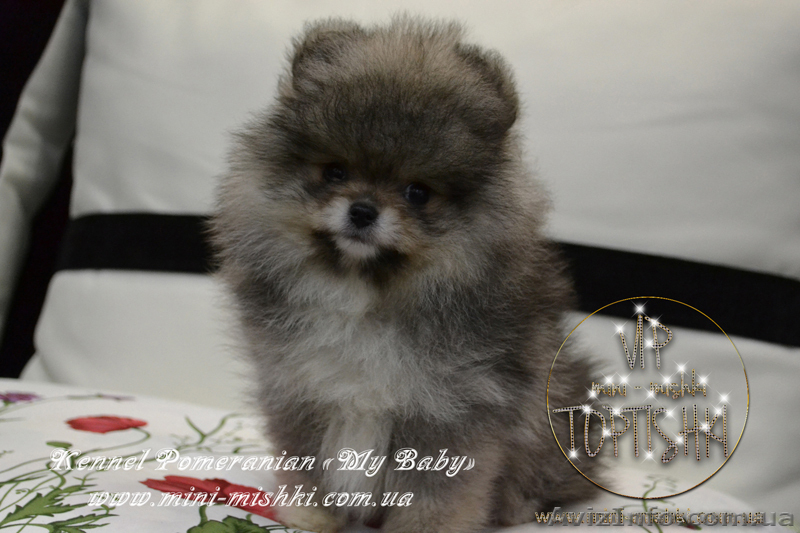 Эксклюзивные мини щеночки карликового померанского шпица VIP-classa! - <ro>Изображение</ro><ru>Изображение</ru> #4, <ru>Объявление</ru> #1052360