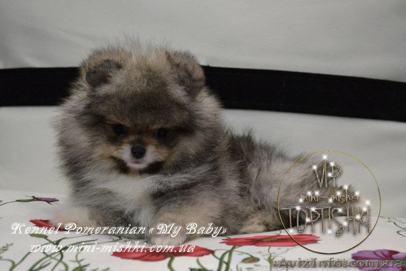 Эксклюзивные мини щеночки карликового померанского шпица VIP-classa! - <ro>Изображение</ro><ru>Изображение</ru> #5, <ru>Объявление</ru> #1052360