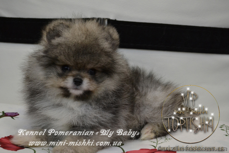Эксклюзивные мини щеночки карликового померанского шпица VIP-classa! - <ro>Изображение</ro><ru>Изображение</ru> #6, <ru>Объявление</ru> #1052360