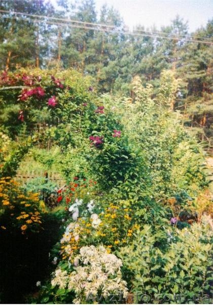 Продам дачу с прекрасным участком в сказочном месте-заповеднике. В пос - <ro>Изображение</ro><ru>Изображение</ru> #5, <ru>Объявление</ru> #1035654