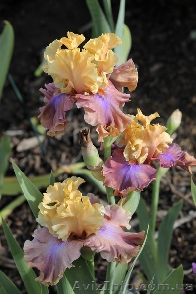 ирисы высокие бородатые зарубежной селекции  - <ro>Изображение</ro><ru>Изображение</ru> #3, <ru>Объявление</ru> #1052744