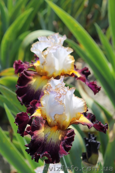 ирисы высокие бородатые зарубежной селекции  - <ro>Изображение</ro><ru>Изображение</ru> #3, <ru>Объявление</ru> #1052745