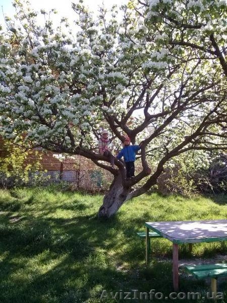 Отдых в Алупке. - <ro>Изображение</ro><ru>Изображение</ru> #10, <ru>Объявление</ru> #906897