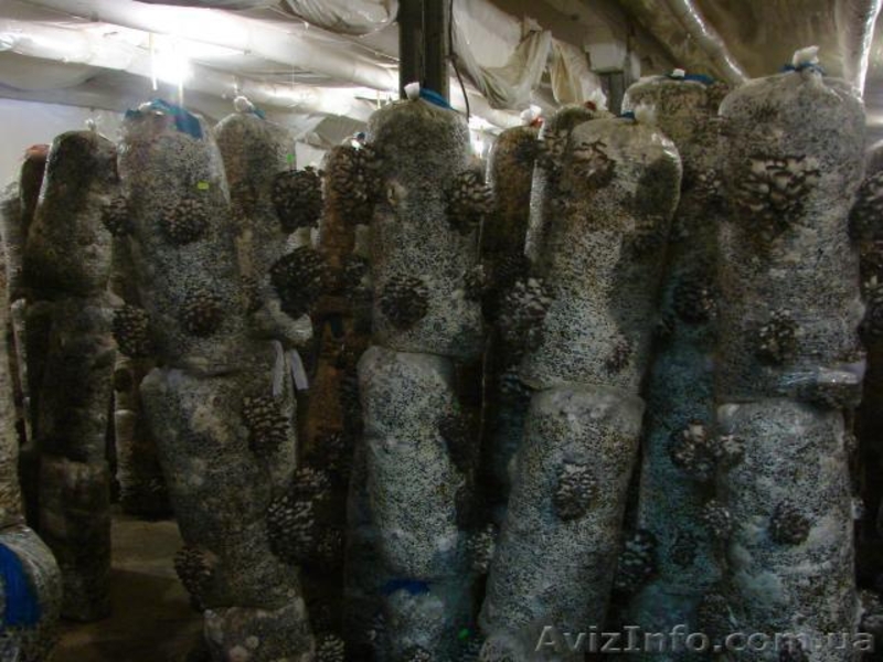 мицелий вешенки от 5 кг Днепропетровск - <ro>Изображение</ro><ru>Изображение</ru> #3, <ru>Объявление</ru> #1074875