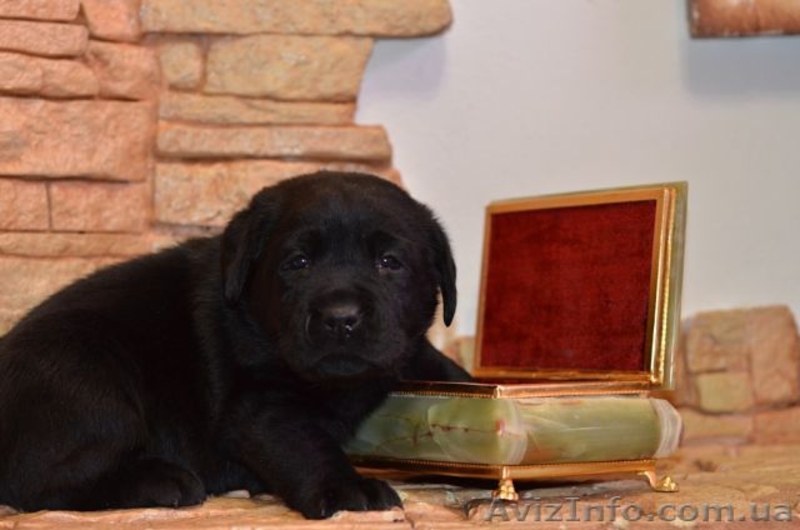 Щенки лабрадора высокого европейского уровня - <ro>Изображение</ro><ru>Изображение</ru> #3, <ru>Объявление</ru> #1072947