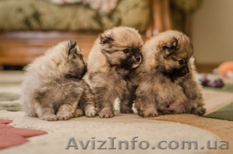 Очаровательные щенки немецкого шпица! - <ro>Изображение</ro><ru>Изображение</ru> #3, <ru>Объявление</ru> #1066440