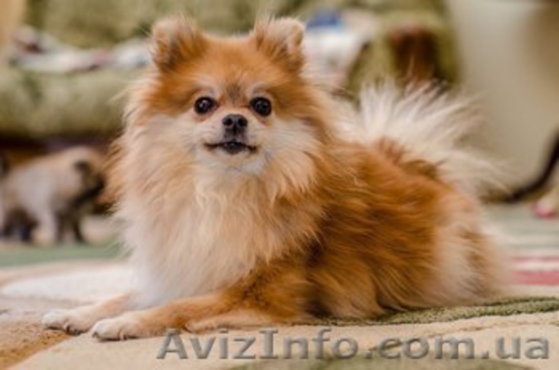 Очаровательные щенки немецкого шпица! - <ro>Изображение</ro><ru>Изображение</ru> #4, <ru>Объявление</ru> #1066440